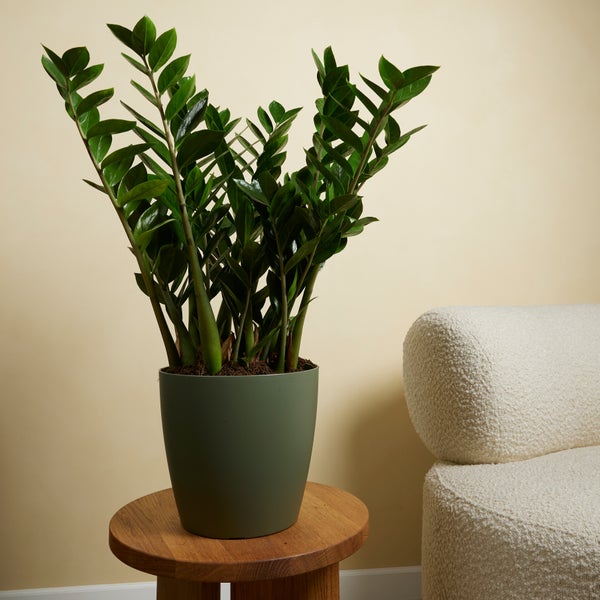 Bloomique - 2er Set - Zamioculcas Zamiifolia - Glücksfeder - Zimmerpflanzen Groß - Sehr Pflegeleicht - Luftreinigend - Höhe 80-90 cm - Topf 21 cm