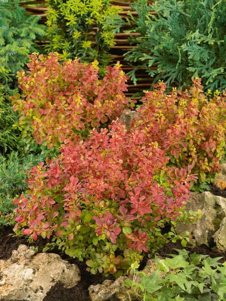 Berberis thunbergii 'Orange Rocket', Säulen-Berberitze, orange, 20–25 cm