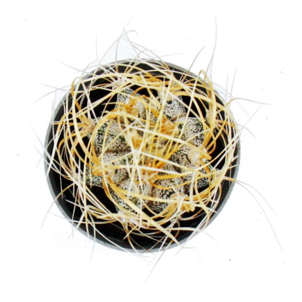 Weicon Metal Fluid im Sprühbehälter