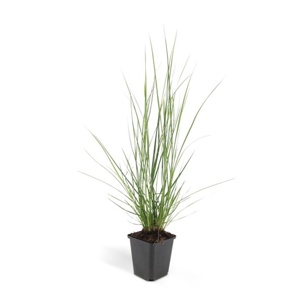 Lampenputzer-Gras - Pennisetum alopecuroides 'Hameln' - 9cm Topf - Set mit 12 Pflanzen