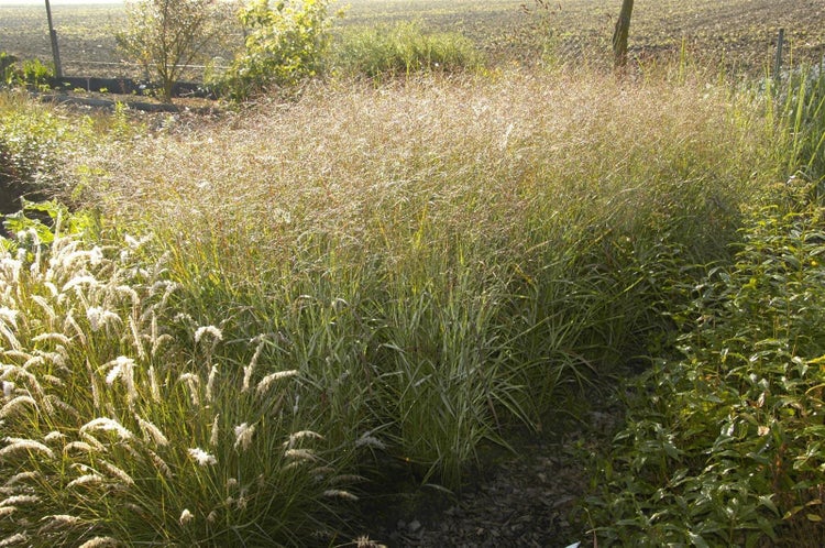 Panicum virgatum 'Shenandoah', Rutenhirse, rot-grün, ca. 9x9 cm Topf