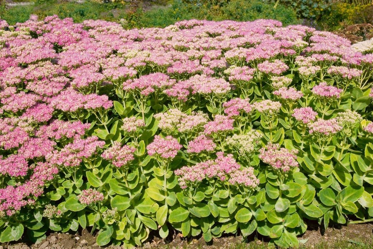 Sedum spectabile 'Brillant', Fetthenne, rosa Blüten, ca. 9x9 cm Topf