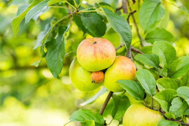 Malus 'Roter Berlepsch', Apfelbaum, 40 cm Stammhöhe