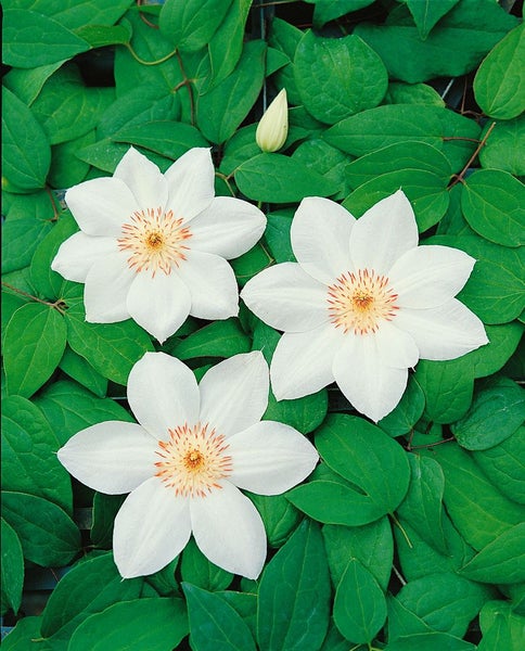 Clematis Hybride 'Destiny', Waldrebe, violett, 60–100 cm