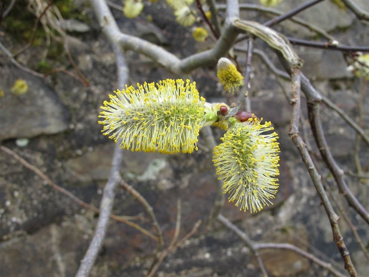 Salix caprea 'Nico', Kätzchenweide, 60 cm Stammhöhe