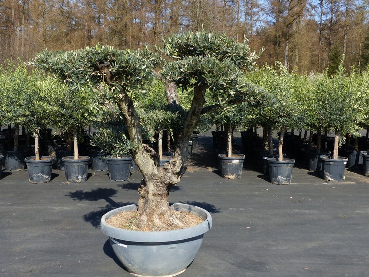 Olivenbaum Olea europaea mit dickem Stamm im großen Kunststofftopf in einer Baumschule vor weiteren Olivenbäumen.