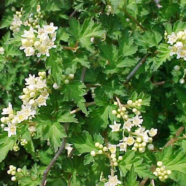 Blühende Johannisbeere mit grünen Blättern