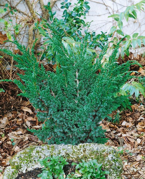 Juniperus squamata 'Meyeri', Blauer Zwergwacholder, 20–30 cm