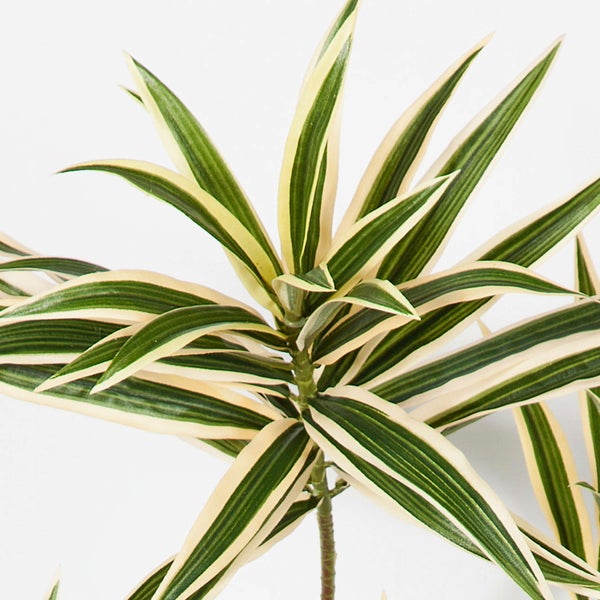 Zimmerpflanze Drachenbaum Dracaena reflexa mit spitzen, grün-cremefarbenen Blättern.