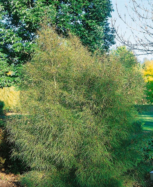 Rhamnus frangula 'Asplenifolia', schmalblättrig, 40–60 cm