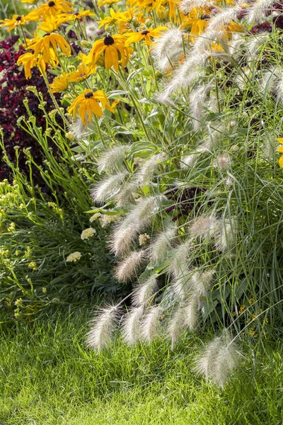 Pennisetum alopecuroides 'Hameln', Lampenputzergras, ca. 3-5 L Container