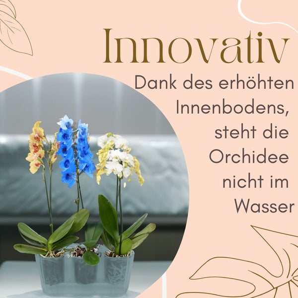 Orchideen in einem Pflanzgefäß mit erhöhtem Innenboden