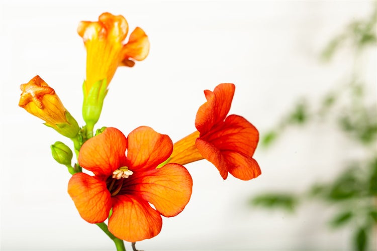 Campsis tagliabuana 'Madame Galen', Trompetenblume, orange-rot, 60–100 cm
