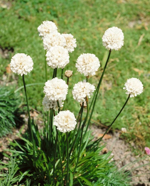 Armeria maritima 'Alba', Grasnelke, weiß, ca. 9x9 cm Topf