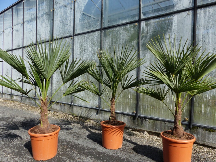 L Palme 100-120 cm Trachycarpus fortunei, Hanfpalme, winterhart + robust bis -18°C