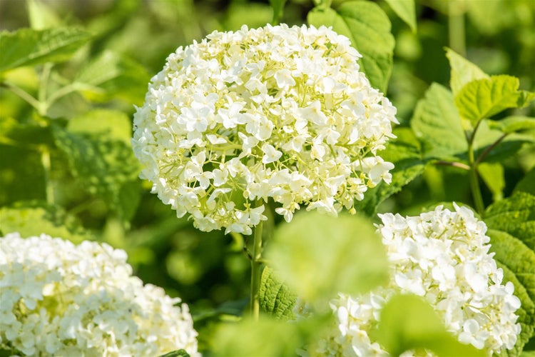Hydrangea arborescens 'Annabelle', Schneeballhortensie, weiß, 100–125 cm