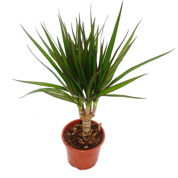 Exotenherz Drachenbaum Dracaena marginata  1 Pflanze Zimmerpflanze luftreinigend 12cm Topf