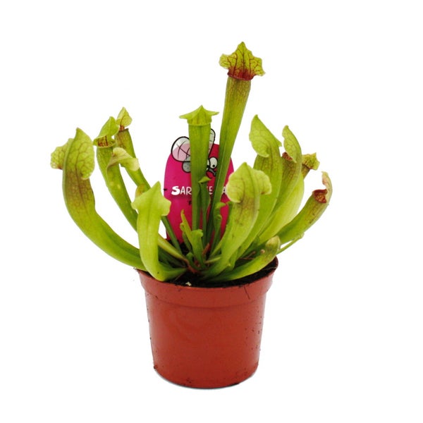 Schlauchpflanze - Sarracenia Fiona - Fleischfressende Pflanze - 9cm Topf