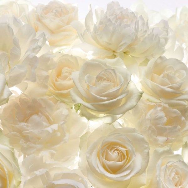 Nahaufnahme von weißen Rosenblüten