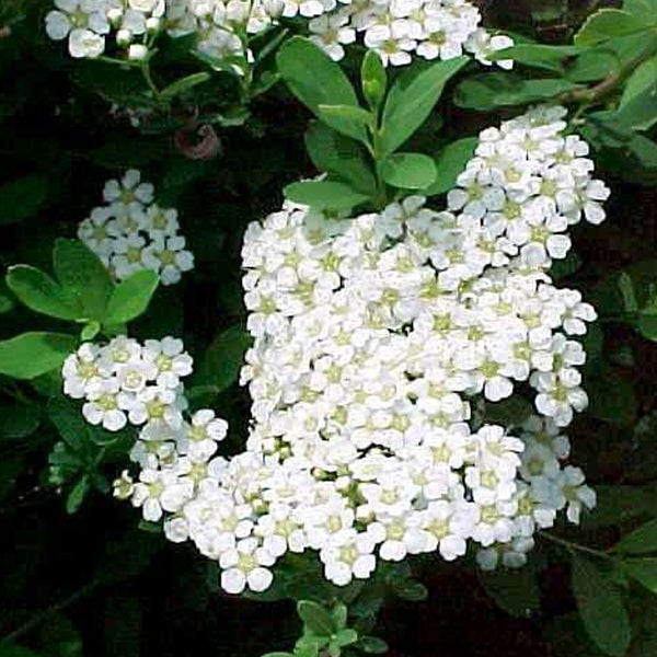 Strauch mit weißen Blüten und grünen Blättern