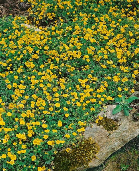 Potentilla crantzii 'Goldrausch', Fingerkraut, gelb, ca. 9x9 cm Topf