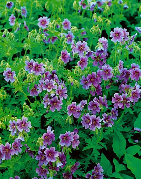 Geranium himalayense, Himalaya-Storchschnabel, blauviolett, ca. 9x9 cm Topf