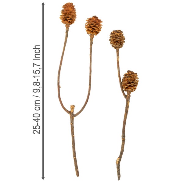 Natürliche getrocknete Larix Zapfen am Stiel für Dekorationen, Länge 25 bis 40 Zentimeter.