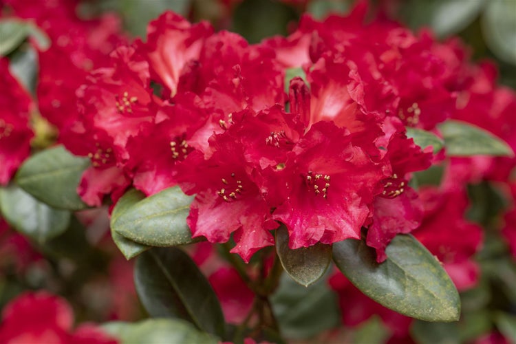 Rhododendron williamsianum 'Tromba', rosa Blüten, 40–50 cm