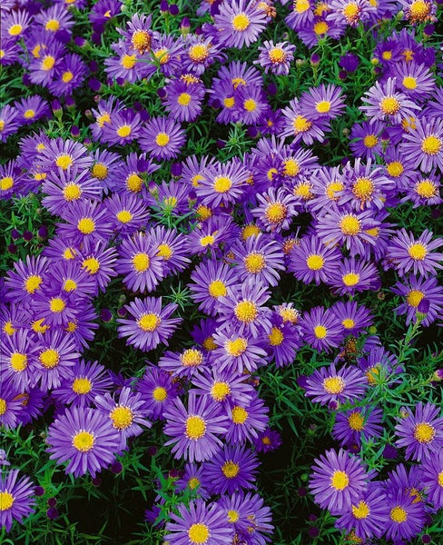 Nahaufnahme von lila Herbstastern mit gelber Mitte