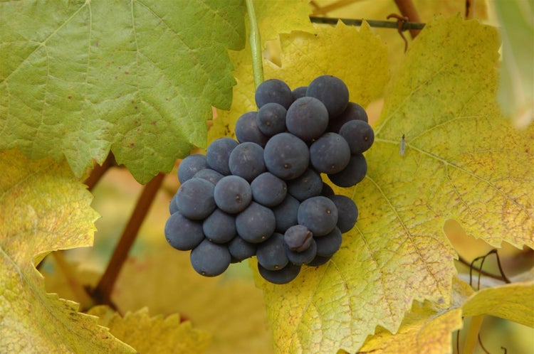 Eine Traube dunkler Weintrauben umgeben von herbstlichen Weinblättern im Weinberg.