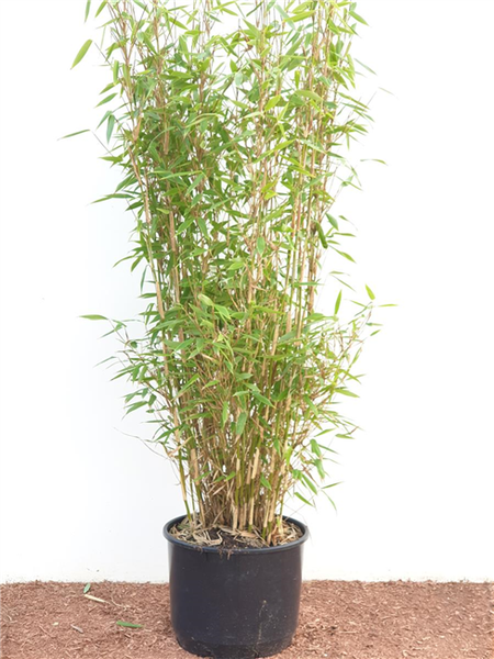 Fargesia murieliae 'Jumbo', Bambus, immergrün, 60–100 cm