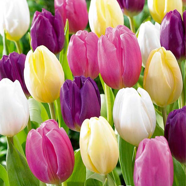 Bloomique – 20er-Mix – Tulipa-Regenbogen-Mix – Tulpenzwiebeln – Blumenzwiebeln – Frühlingsblüher – mehrjährige Pflanzen – wird bis zu 30–35 cm groß