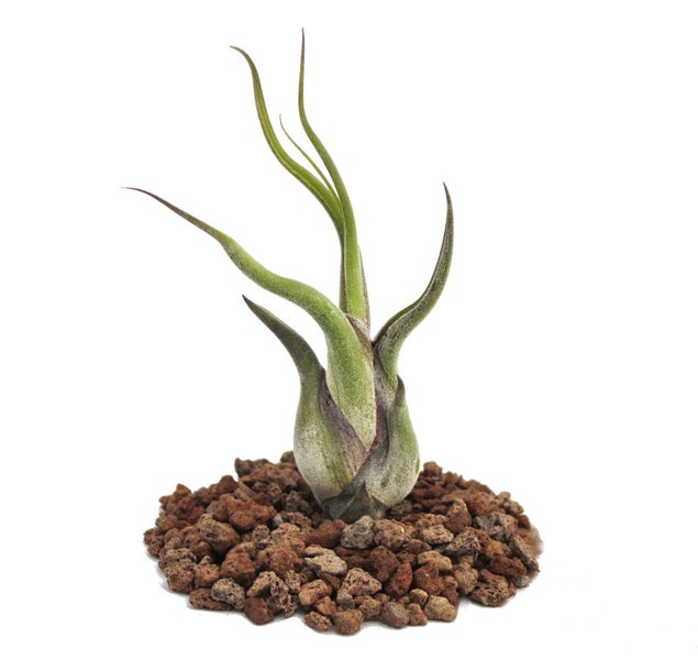Tillandsia caput-medusae - lose Pflanze - klein