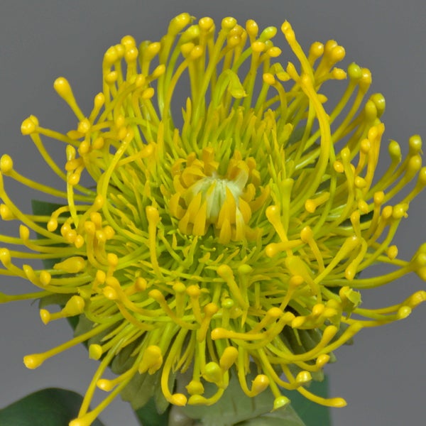 Detailansicht eines grünen Blattes und Stiels einer Kunstpflanze aus Textil und Kunststoff.