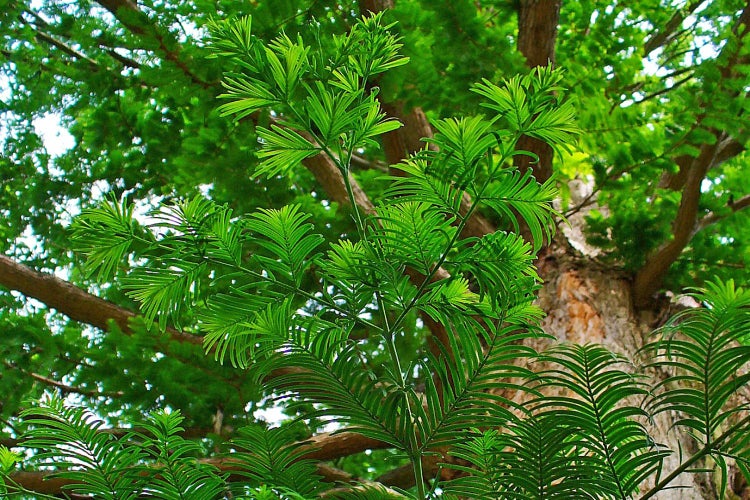 SAFLAX Garden to go - Urwelt - Mammutbaum - Metasequoia glyptostroboides - 60 Samen - Mit Topf, Klima - Deckel und Anzuchtsubstrat