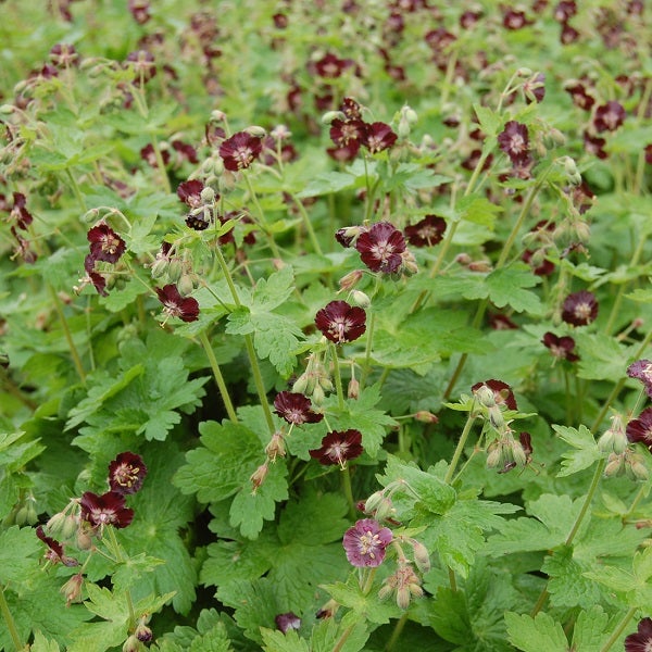 Blütenmeer von Blutrotem Storchschnabel im Gartenbeet