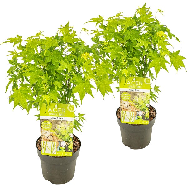 2x Acer palmatum 'Going Green' – Japanischer Ahorn – Strauch – Winterheart – ⌀15 cm – ↕30-40 cm