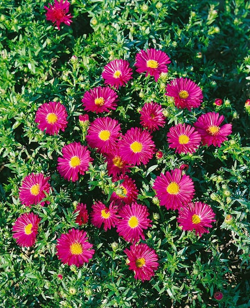 Aster dumosus 'Jenny', Kissen-Aster, rosa, ca. 9x9 cm Topf