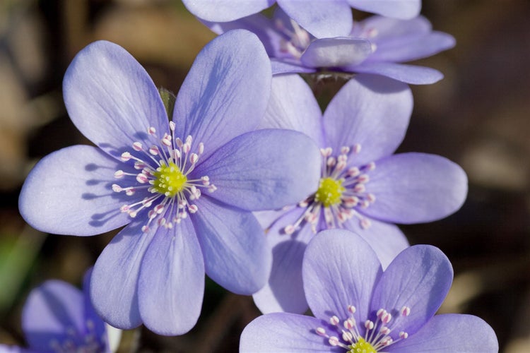 Hepatica nobilis, Leberblümchen, ca. 9x9 cm Topf, blau blühend