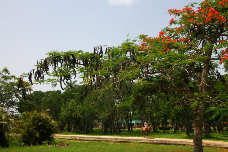 SAFLAX Garden to go - Flammenbaum - Delonix regia - 6 Samen - Mit Topf, Klima - Deckel und Anzuchtsubstrat