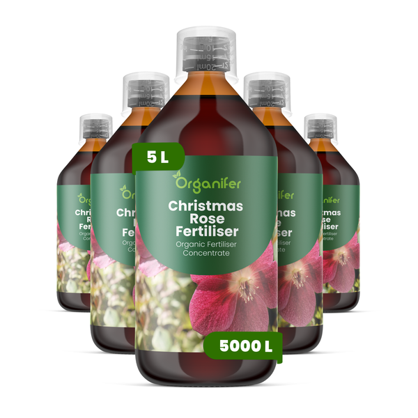 Organifer Christrosen-Dünger, fünf 5-Liter-Flaschen organisches Flüssigdünger-Konzentrat für Christrosen.