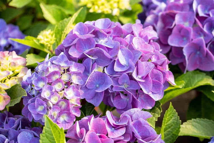 Nahaufnahme von lila Hortensienblüten mit grünen Blättern