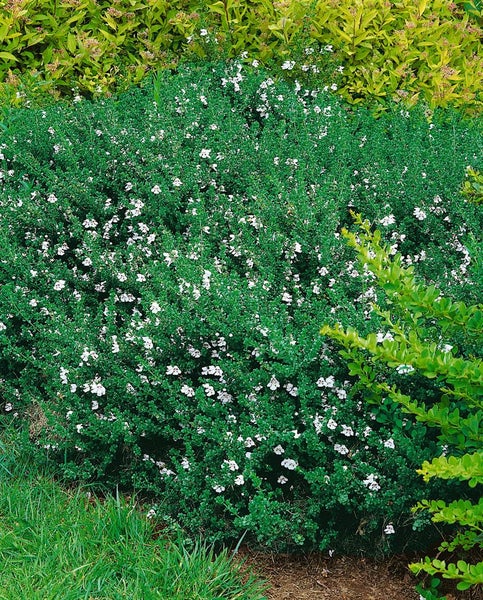 Strauch mit grünen Blättern und weißen Blüten