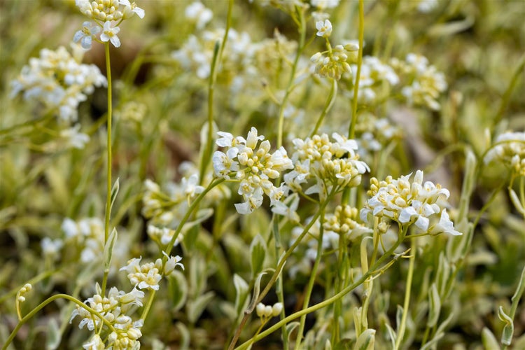 Blütenstand der Garten-Schaumkresse