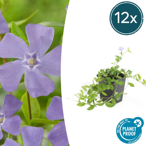 Bodendecker Kleines Immergrün Vinca minor mit violetten Blüten und glänzenden grünen Blättern.