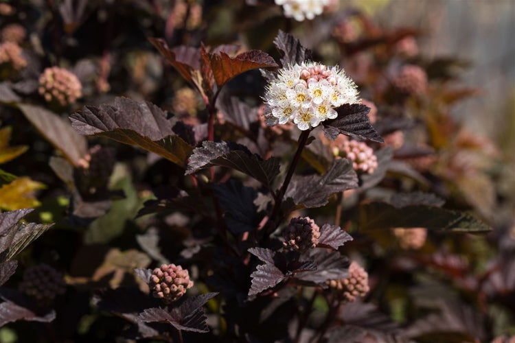 Physocarpus opulifolius 'Diabolo' -R-, Blasenspiere, 60–80 cm