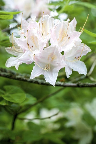 Rhododendron luteum 'Whitethroat', gelb, 40–50 cm