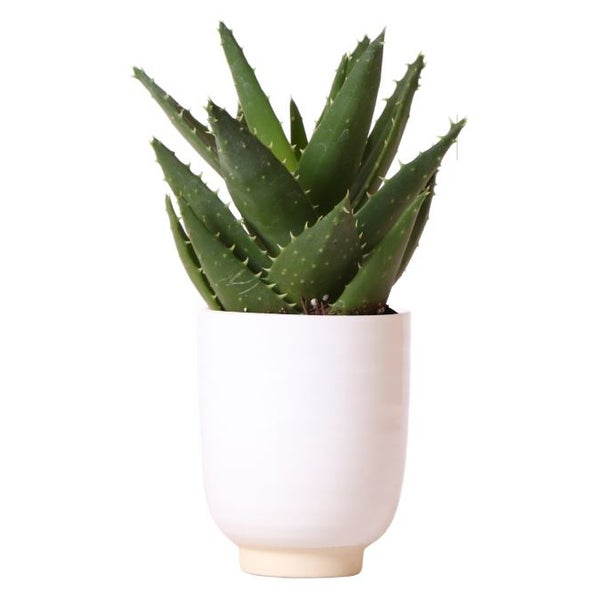 Abbildung einer Gartentür mit Abmessungen und Detailansichten