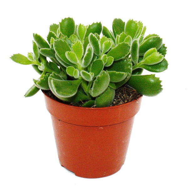 Cotyledon tomentosa Green Footprint Grüne Fußspuren Bärentatzen-Pflanze Sukkulente im 12cm Topf