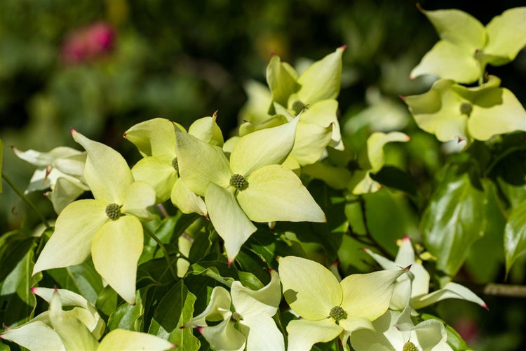Cornus kousa chinensis 'Schmetterling', Blumen-Hartriegel, 40–60 cm